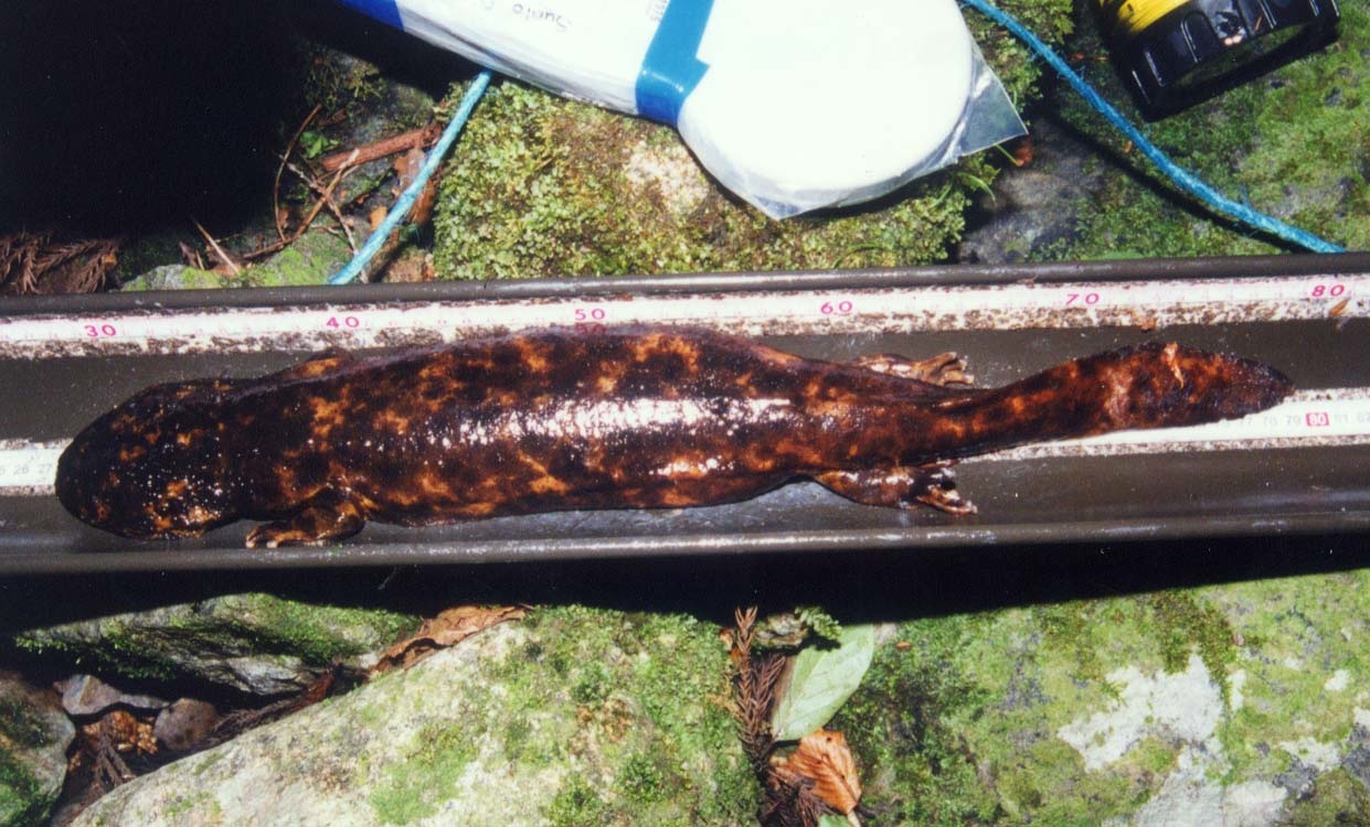 Andrias japonicus Adult 24